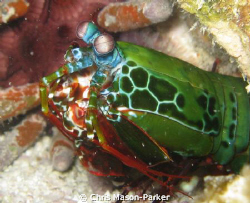 Male Peacock Mantis Shrimp by Chris Mason-Parker 